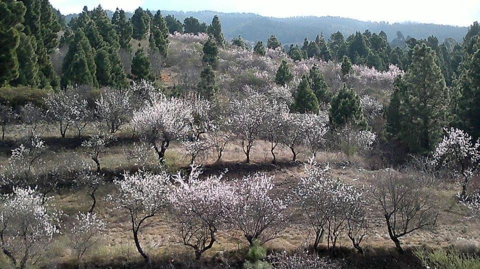 Apartamento El Almendro Puntagorda Eksteriør billede